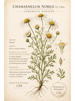 Camomille romaine, une planche d’herbier illustrant une plante reconnue pour sa douceur apaisante.