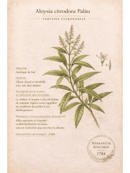 Verveine odorante, une planche d’herbier mettant en valeur sa fraîcheur végétale et citronnée.